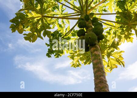 Il sole filtra attraverso le foglie verdi di un piccolo organico albero di papaya con un mazzo di frutti non maturi Foto Stock