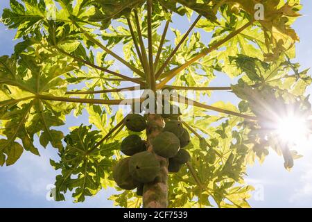 Il sole filtra attraverso le foglie verdi di un piccolo organico albero di papaya con un mazzo di frutti non maturi Foto Stock
