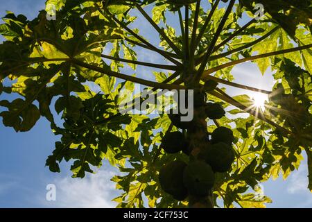 Il sole filtra attraverso le foglie verdi di un piccolo organico albero di papaya con un mazzo di frutti non maturi Foto Stock