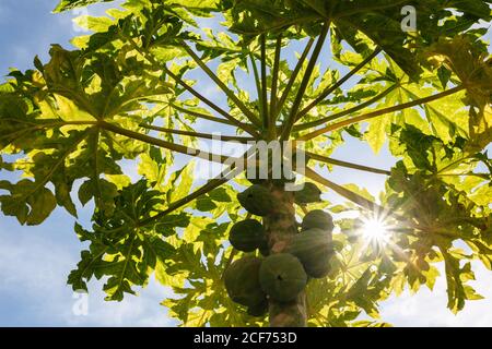 Il sole filtra attraverso le foglie verdi di un piccolo organico albero di papaya con un mazzo di frutti non maturi Foto Stock