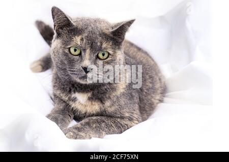 Il gatto femmina grigio giace su fogli bianchi sul letto.. Gatto grigio con macchie beige chiazze. Misto di gatto britannico Foto Stock