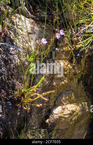 Drosera capensis al Passo di Bain's Kloof, Capo Occidentale, Frica Meridionale Foto Stock