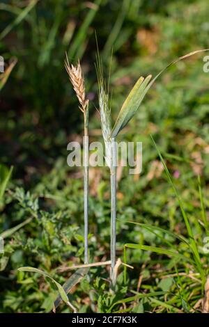 Un gambo di grano verde e uno marrone dorato accanto l'uno con l'altro Foto Stock