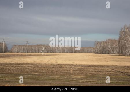 vista autunnale del campo giallo con grano di falda sullo sfondo di boschetto di betulla. concetto di raccolto. Foto Stock