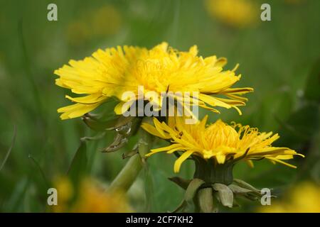 Aprile nella Valle di Biebrza, fiore di dente di leone dopo la pioggia mattutina con gocce d'acqua, primo piano sul prato, sfondo sfocato e spazio di copia Foto Stock