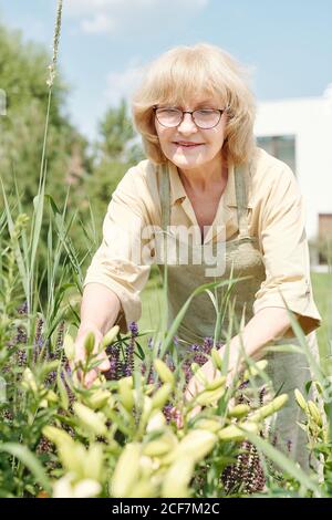 Ritratto verticale di bella donna anziana che indossa occhiali godendo di lavoro nel suo giardino di cortile Foto Stock
