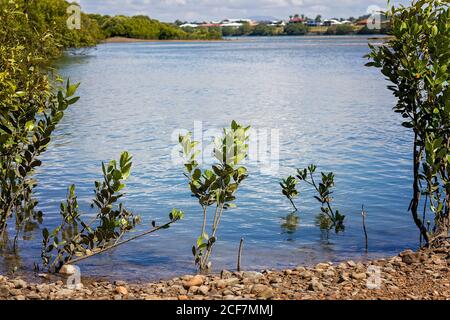 Piccoli arbusti di mangrovie sulla riva del fiume - tropicale costa vegetazione Foto Stock