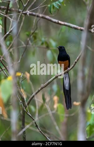 Bianco-rumped Shama - Copsychus malabaricus, bella iconico si appollaia uccello dalle foreste asiatiche, Sri Lanka. Foto Stock