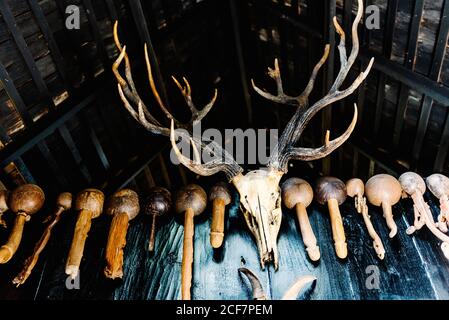 Da sotto di cranio di cervo con corna grandi e. parti del corpo di legno di animali appesi sul tetto in buio camera Foto Stock