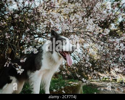 Curioso cane di bordo Collie in piedi sul letto fiorito vicino marciapiede dentro parco soleggiato Foto Stock