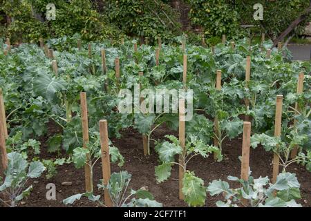 Home Grown Organic Purple germogliando Broccoli 'fuoco rosso' (Brassica oleracea) che cresce su un allotment in un giardino vegetale in Devon, Inghilterra,. REGNO UNITO Foto Stock