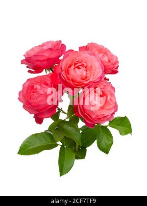 Delicate rose rosa con foglie verdi Foto Stock