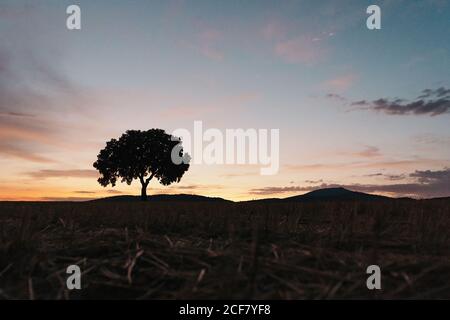 Silhouette di albero solitario che cresce in campo contro il tramonto nuvoloso cielo in serata tranquilla in natura Foto Stock