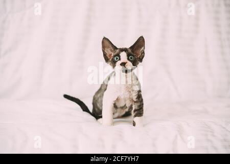 Divertente giovane curioso grigio Devon Rex Kitten seduta a casa divano. Gatto di razza inglese dai capelli corti Foto Stock