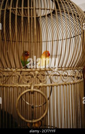 Closeup di vintage gabbia di uccelli in metallo con pappagalli bianchi all'interno Posto in casa marocchina Foto Stock