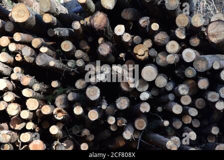 Pila di tagliare pino log in una foresta. Tronchetti di legno, il legname logging, la distruzione industriale, foreste stanno scomparendo, il disboscamento illegale Foto Stock