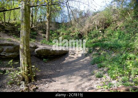 Woodland passeggiata attraverso una cava dismessa a lungo. Boughton Monchelsea Village, Kent, Regno Unito. Foto Stock