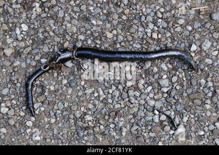 Blindworm morto incinta correre su da una bicicletta con il suo giovane spinto fuori dal suo corpo Foto Stock