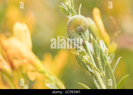 Larva di Sawfly su verdweed di dyer (Genista tinctoria). Sussex, Regno Unito. Foto Stock