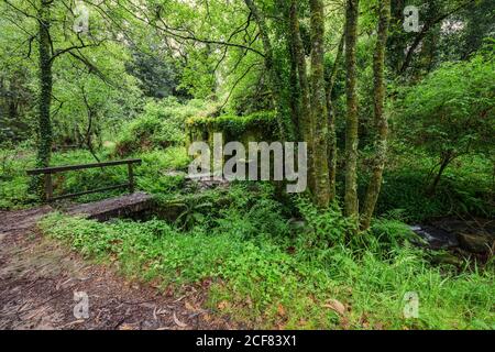 Vecchio mulino ad acqua nella foresta, ponte di legno sul torrente Foto Stock