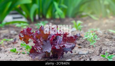 Lattuga viola fresca biologica Lollo Rosso in giardino Foto Stock