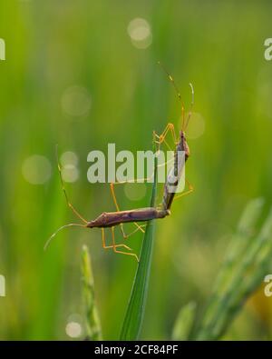 Accoppiamento del bug dell'orecchio del riso sulla pianta del riso Foto Stock