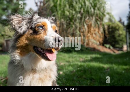 un pastore australiano grandangolare ha sparato seduto sul verde gras profondità di campo bassa Foto Stock