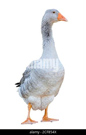 Greylag goose (anser anser) scatto frontale, isolato su sfondo bianco Foto Stock