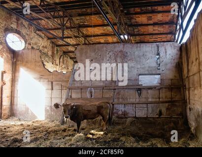 Lonely marrone mucca in piedi in fienile di pietra con distrutto muri e fieno vecchio Foto Stock