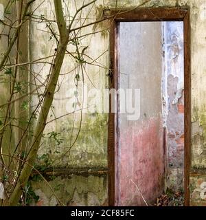 Muro in pietra arenaria di un edificio desolato con porta aperta e albero che cresce nelle vicinanze Foto Stock