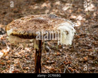 Fungo di ombrello gigante con spore di muffa nel foresta Foto Stock