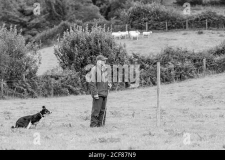 Sheepdog Trials Dinas Mawddwy 2020 Foto Stock