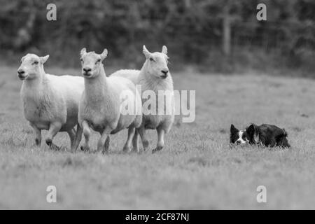 Sheepdog Trials Dinas Mawddwy 2020 Foto Stock