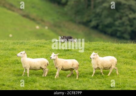 Sheepdog Trials Dinas Mawddwy 2020 Foto Stock