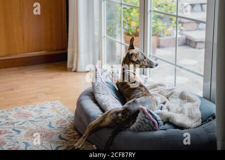 Cane sospiro spagnolo su tappeto a casa Foto Stock