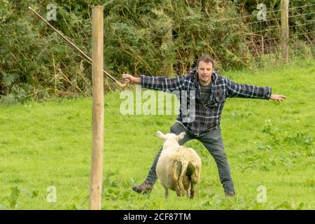 Sheepdog Trials Dinas Mawddwy 2020 Foto Stock