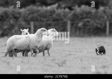 Sheepdog Trials Dinas Mawddwy 2020 Foto Stock