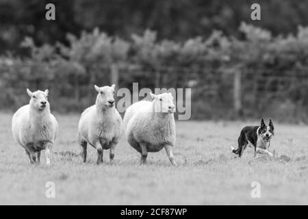 Sheepdog Trials Dinas Mawddwy 2020 Foto Stock