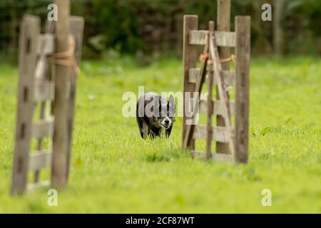 Sheepdog Trials Dinas Mawddwy 2020 Foto Stock