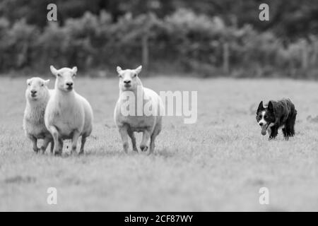 Sheepdog Trials Dinas Mawddwy 2020 Foto Stock