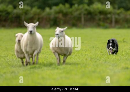 Sheepdog Trials Dinas Mawddwy 2020 Foto Stock