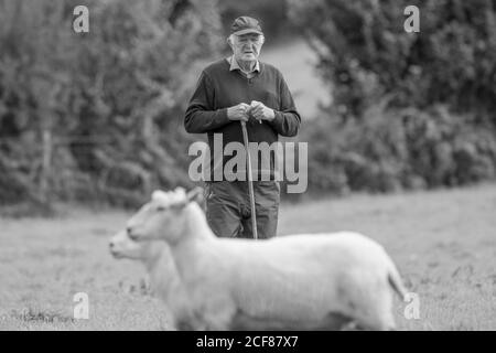 Sheepdog Trials Dinas Mawddwy 2020 Foto Stock