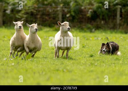 Sheepdog Trials Dinas Mawddwy 2020 Foto Stock