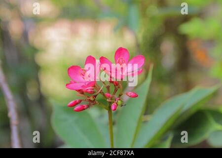red champa fiore nazionale laos dok champa laos Foto Stock