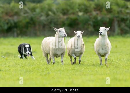 Sheepdog Trials Dinas Mawddwy 2020 Foto Stock