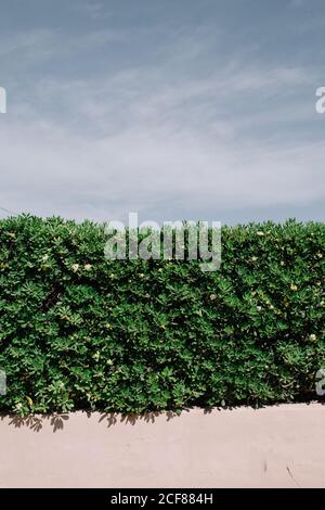 Recinzione verde di cespugli che crescono sulla strada della città in estate sullo sfondo del cielo blu Foto Stock