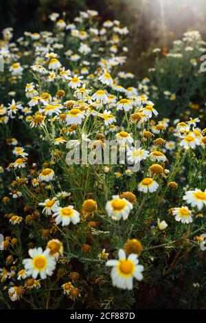 Dall'alto di pittoresche camomili selvaggi con delicato bianco petali e centro giallo che cresce su campo in luce solare in estate Foto Stock