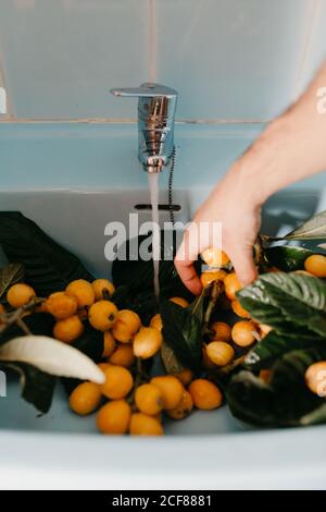 Dall'alto del raccolto anonimo giovane femmina che controlla l'acqua galleggiando dal rubinetto mentre si lava in lavello saporito frutti di lombo naturali su rami con foglie verdi Foto Stock