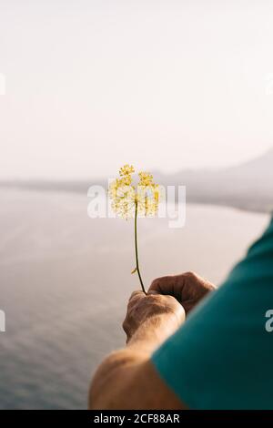 Vista posteriore del raccolto anonimo maschio in verde camicia tenuta fiori di campo gialli mentre ci si trova sul mare e si godono le vacanze estive Foto Stock