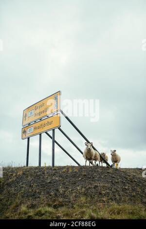 Grande cartellone giallo con cartello stradale e pecora bianca Vicino guardando la macchina fotografica in Islanda Foto Stock